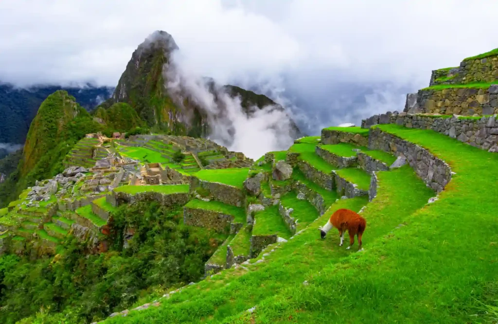 An alpaca grazs from Machu Picchu's agricultural terraces or 