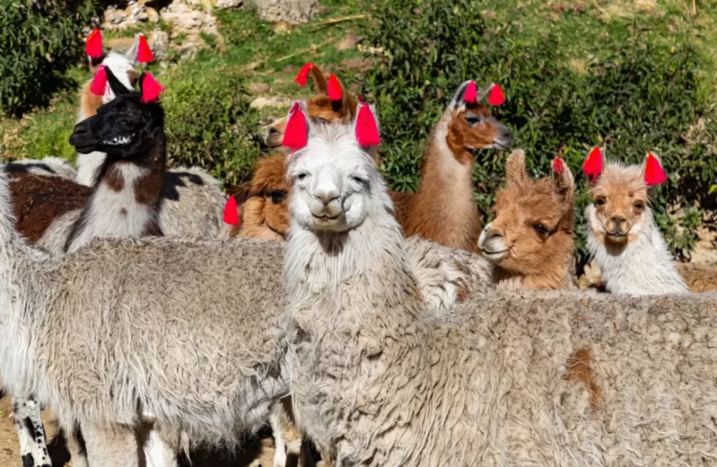 alpaca herd