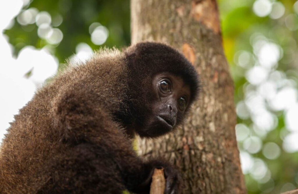 Lagothrix lagotricha, the brown woolly monkey, inhabits South American rainforests. Highly endangered species