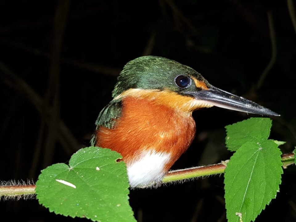 A kingfisher bird.