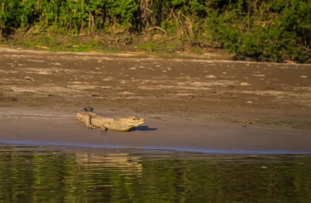 A caiman seen by the riverside.