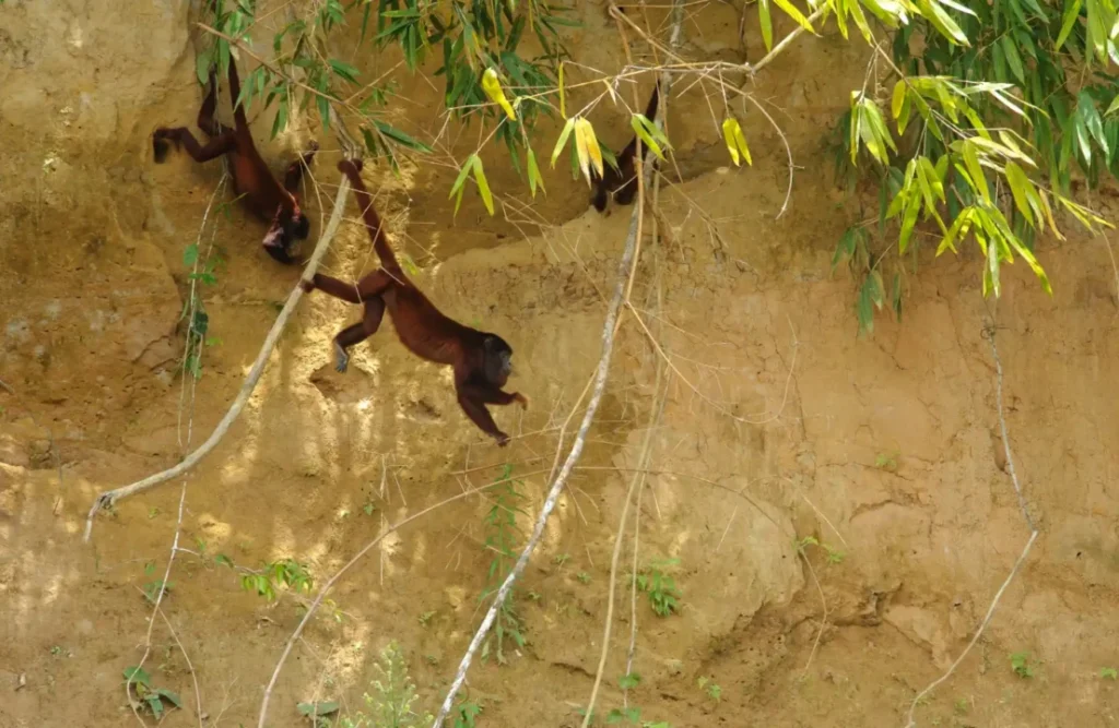 A couple of monkeys mobilize by swinging on some vines.