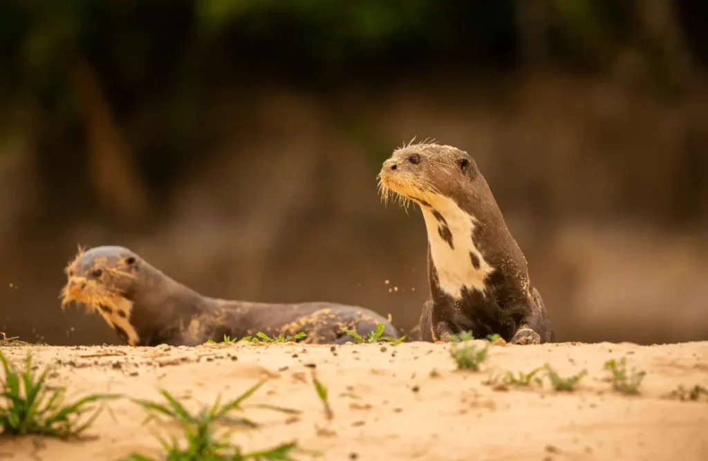 A couple of otters on a river's bank.