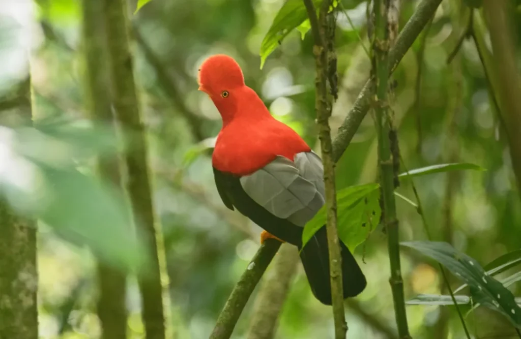 Peru's national bird could be found in the Manu's vicinity.