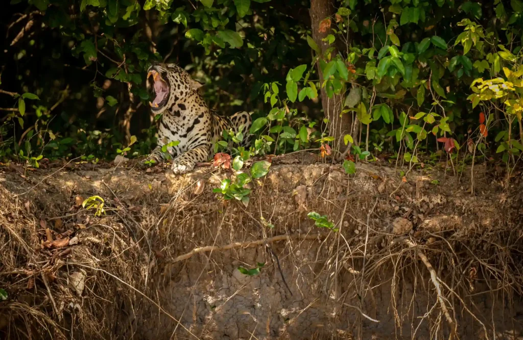 A jaguar roaring while laying on a bank.