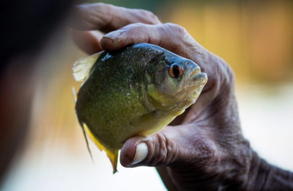 Fishing activities may let us know more about the local ichthyologic species.