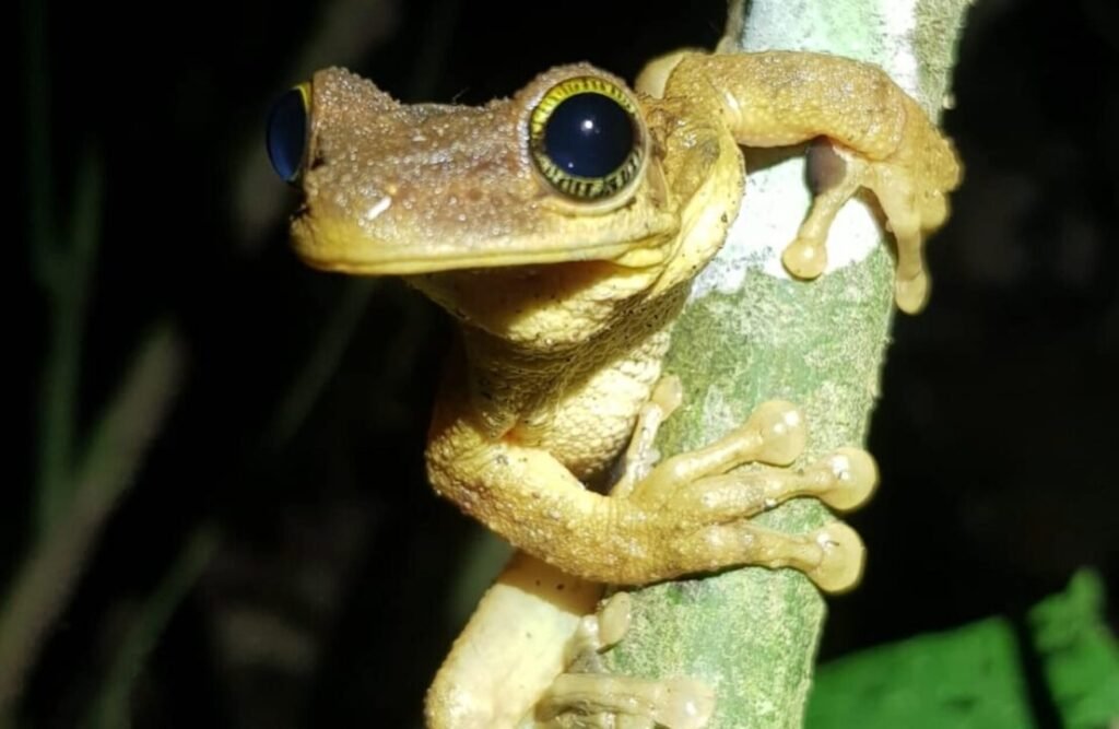 A toad holding onto a branch.