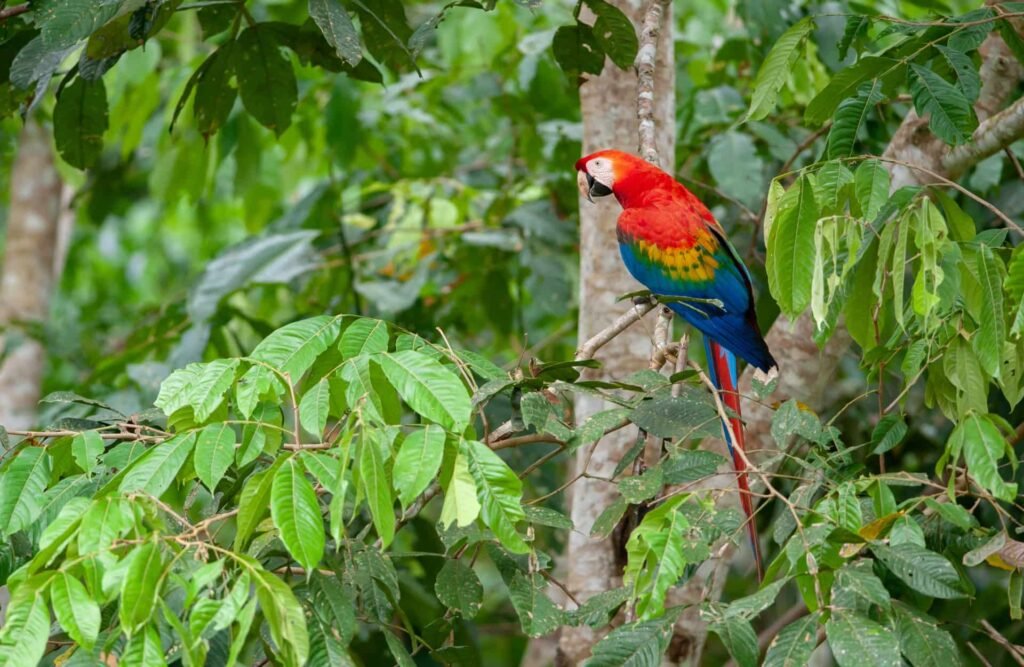 A perched macaw.