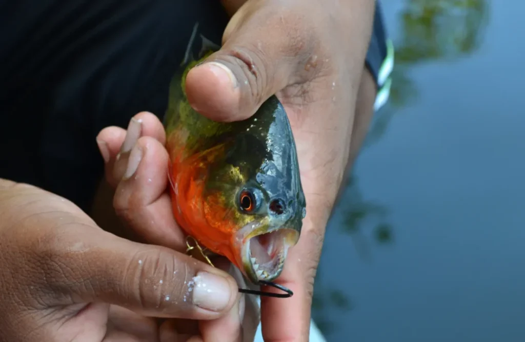 Une piranha accrochée tenue par la main d'un pêcheur.