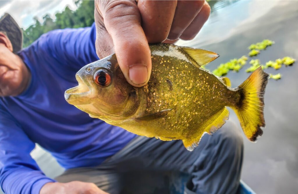 piranha_fishing