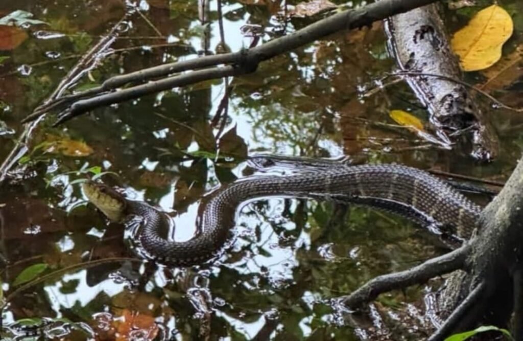 Un serpent nage dans un étang.