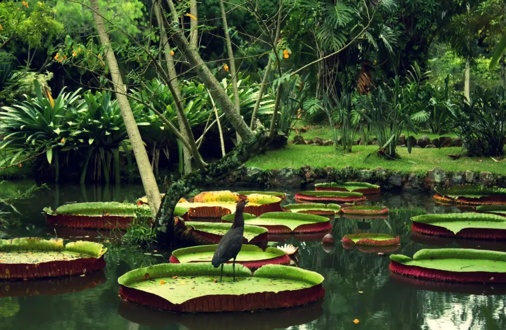 De nombreuses Victoria Régia flottant sur un plan d'eau à Iquitos.