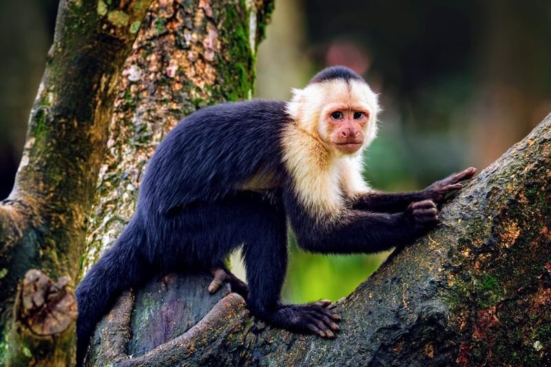 Monkeys of the Peruvian Amazon Rainforest 