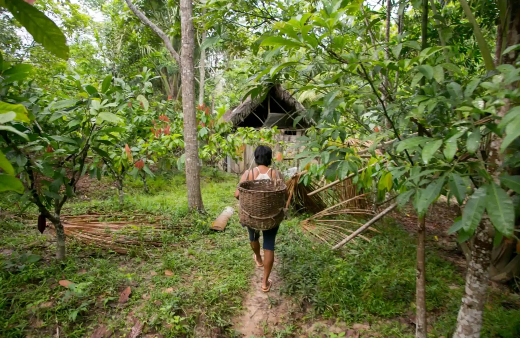 An Amazon's inhabitant walks with a basket on his back surrounded by coca plantations.