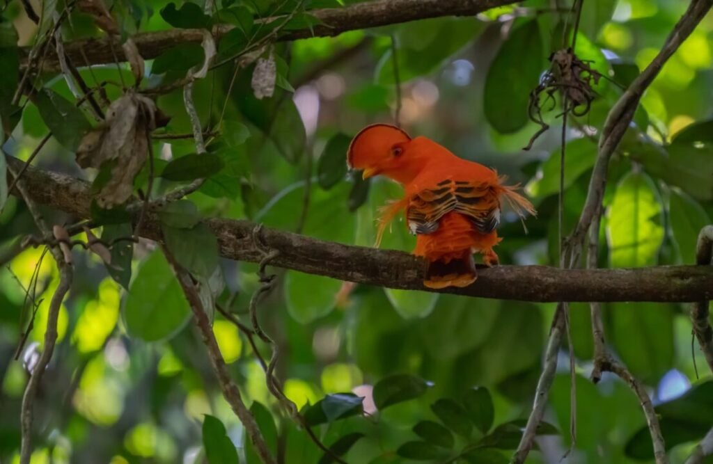 A Cock of the rocks standing on a branch.