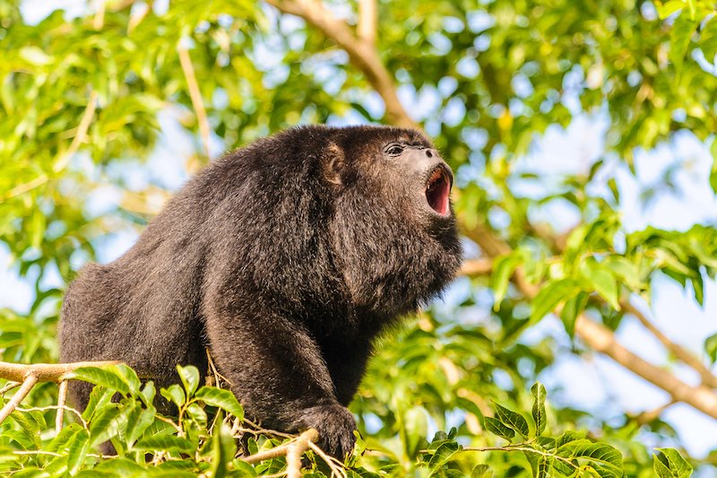 Monkeys of the Peruvian Amazon Rainforest 