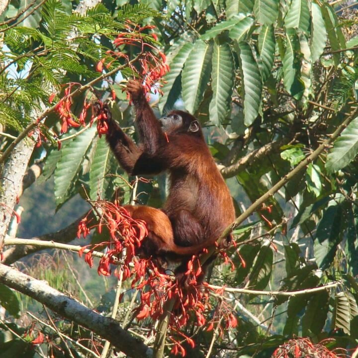 A monkey standing on a kantu tree's branch.