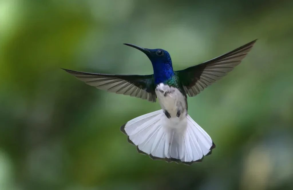 The blue necked Jacobin is one of the many bird species that one can see in the Manu.