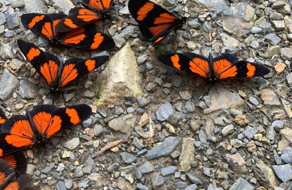 A bunch of butterflies in the Manu.