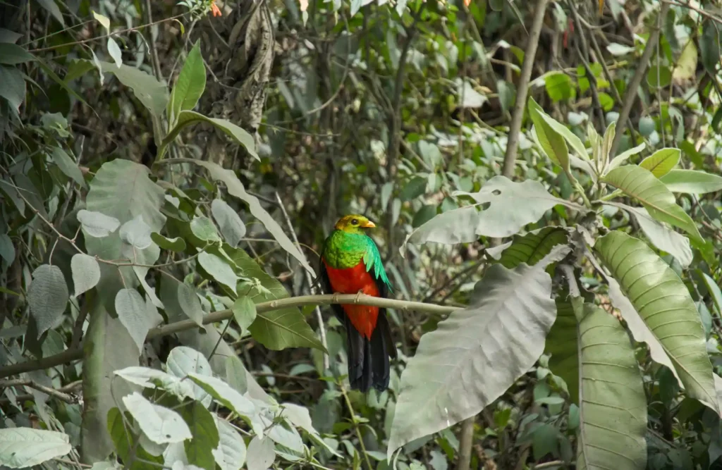 A golden-headed, commonly found in the interior zone of Manu's National Park.