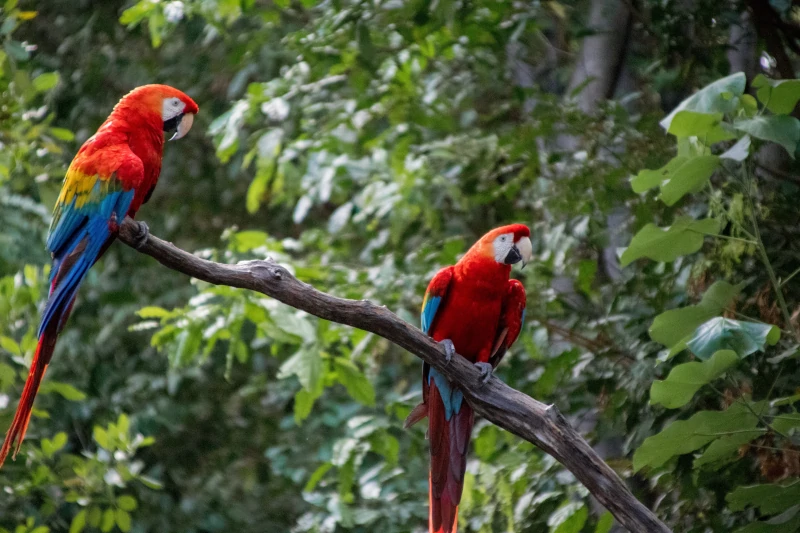 Macaw Clay Lick in Manu National Park