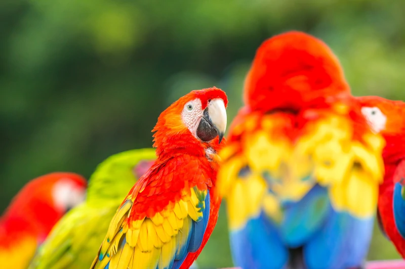 Macaw Clay Lick in Manu National Park