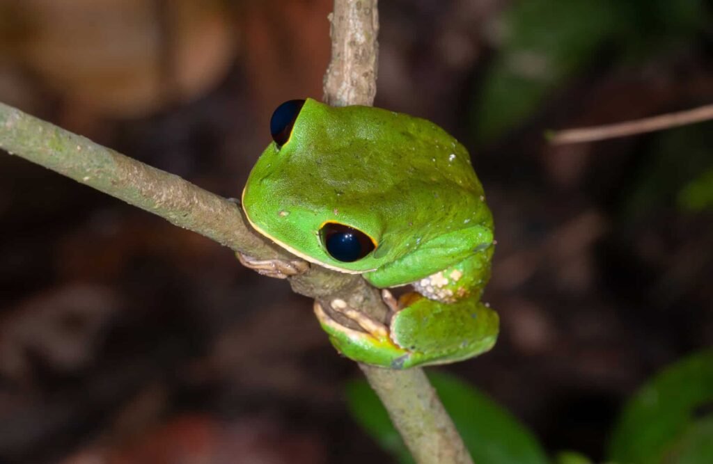 A toad refuses to let a branch go.