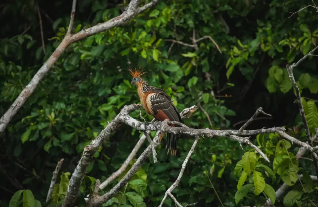 hoatzin_tambopata