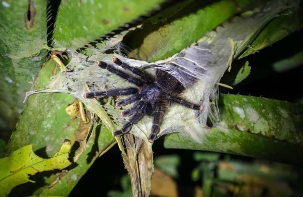 A spider breaking out of the cocoon.