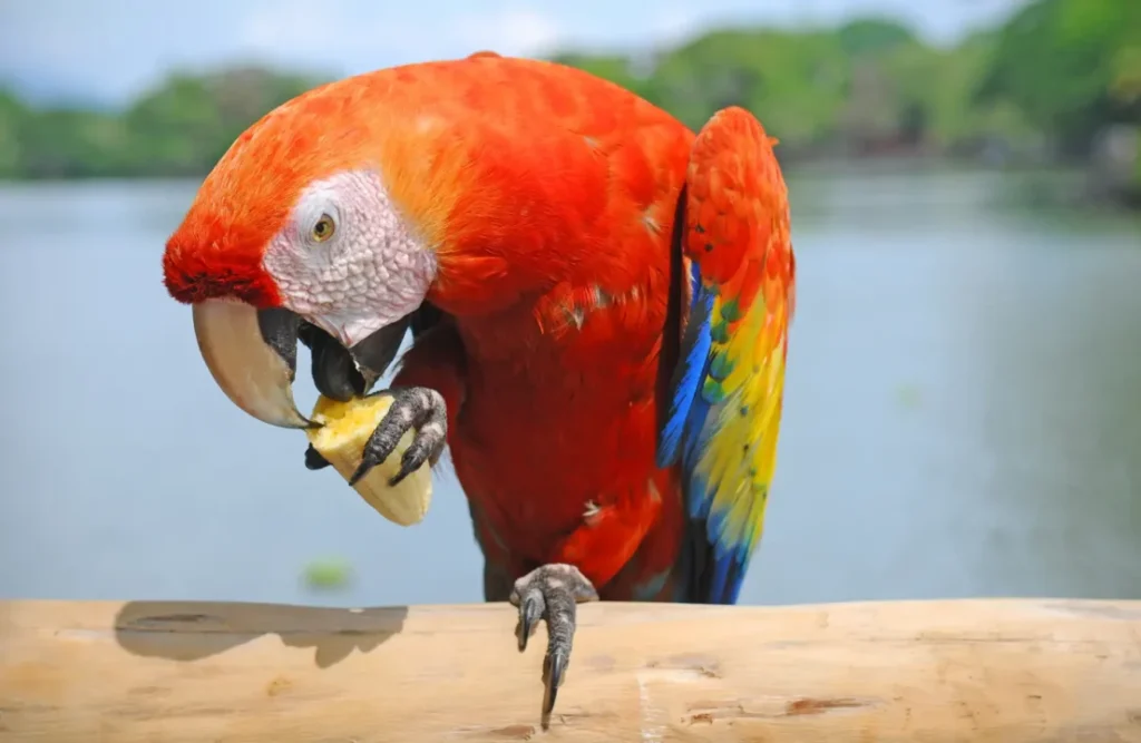 A perched macaw enjoys having a banana for its meal.