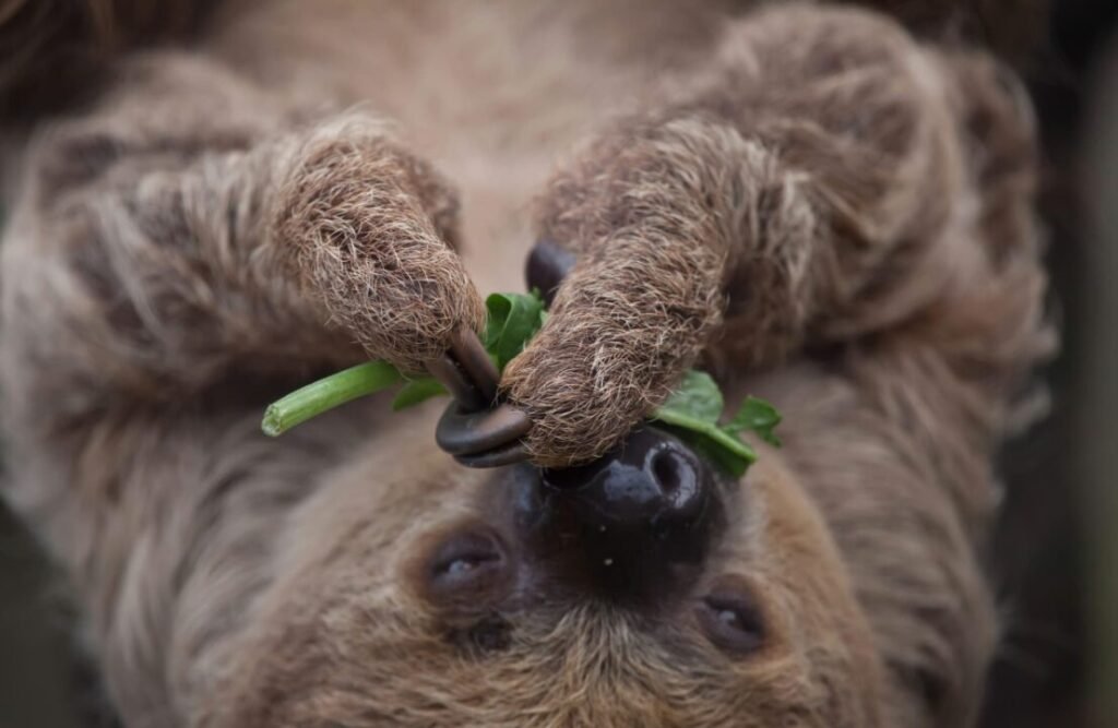 Sloths love sleeping as much as eating.