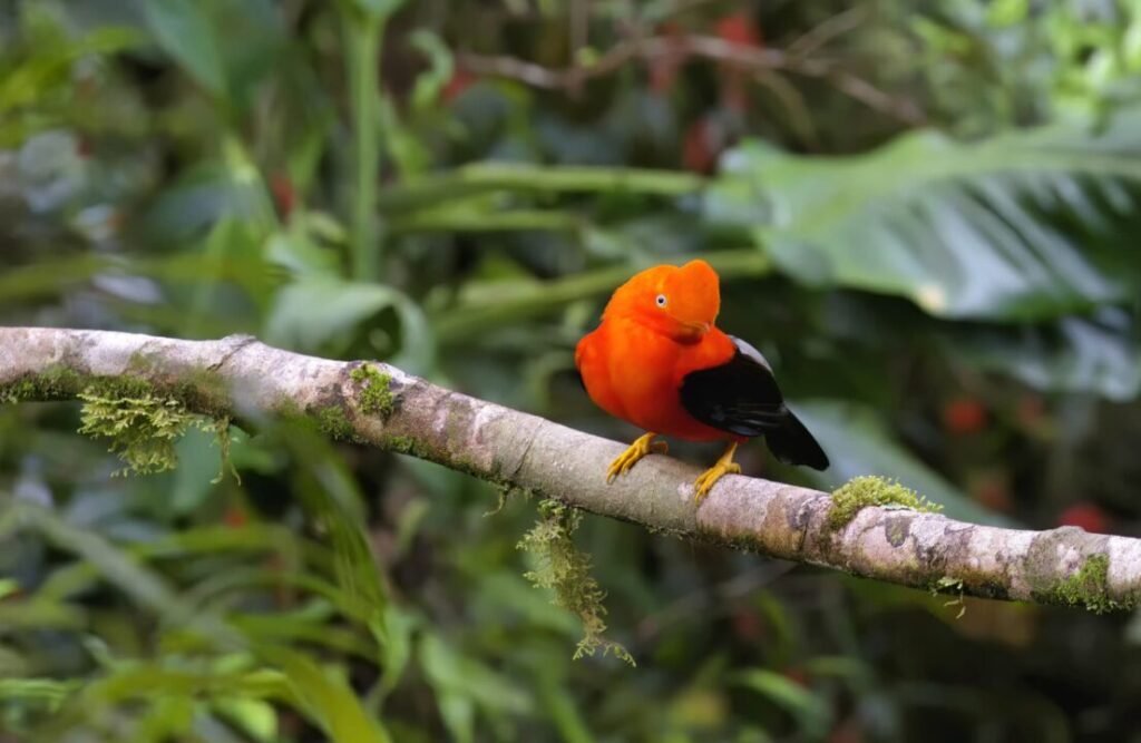 Thousands of species inhabit Manu's National Park.