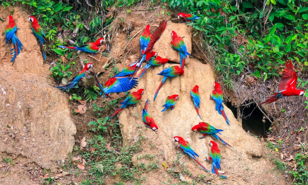 Colorful macaws in the Peruvian rainforest