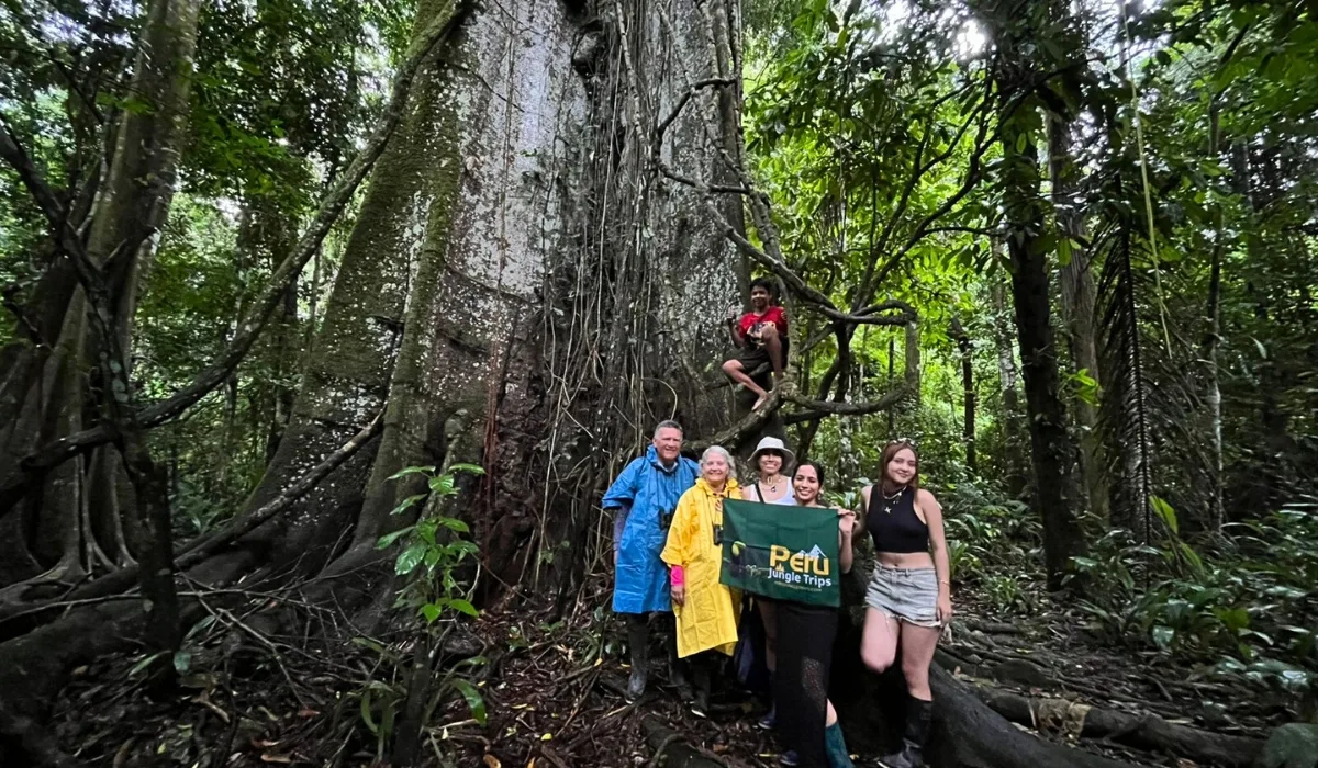 Hike To Centuries-Old Trees In Tambopata