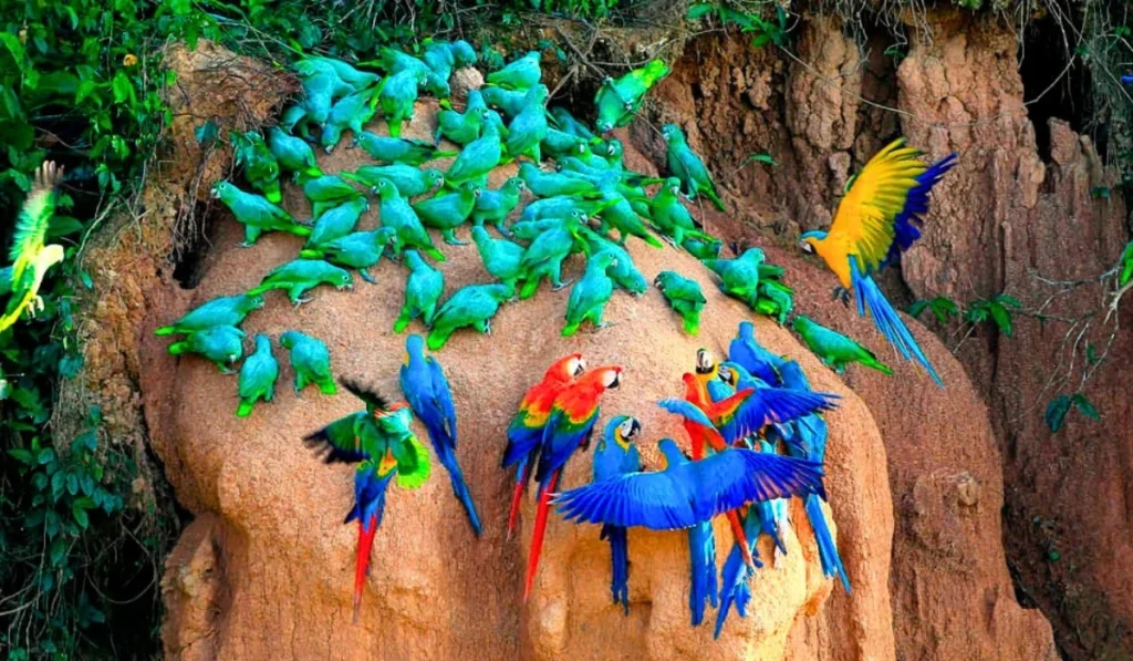 Tour al Parque Nacional del Manu desde Cusco (2 Días)